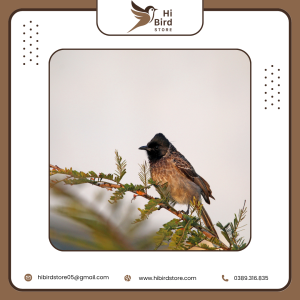 Chim khuyên hót hay