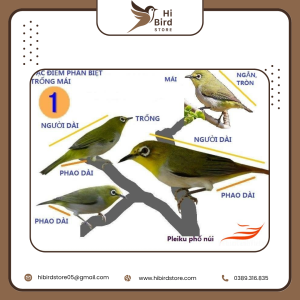Phân biệt chim vành khuyên mái