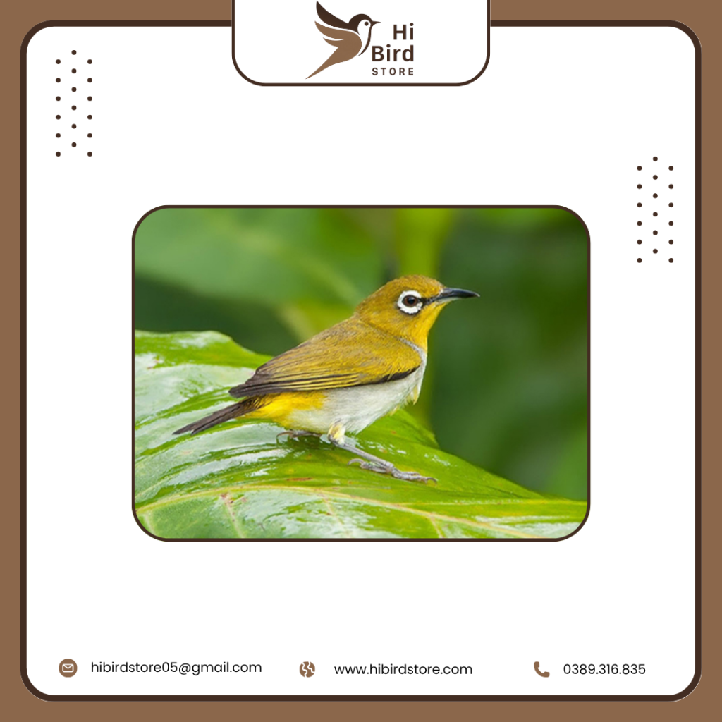 Chim vành khuyên mái