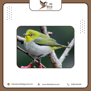 Chim vành khuyên mái