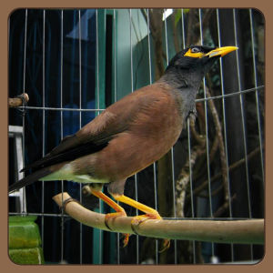 Thức ăn cho chim sáo