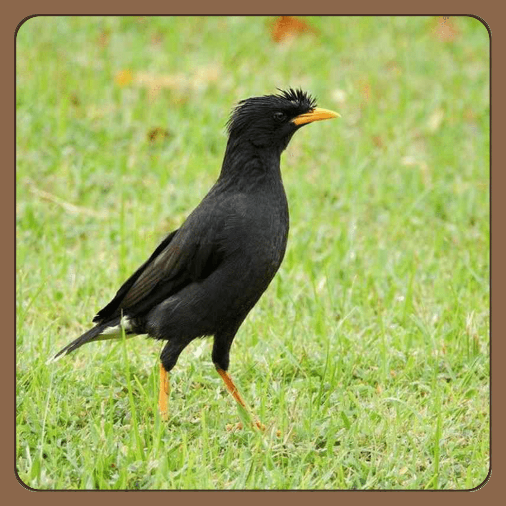 Thức ăn cho chim sáo