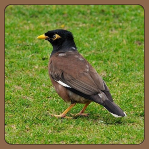 Thức ăn cho chim sáo