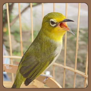 tieng-chim-khuyen-liu