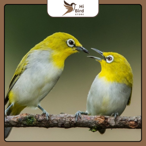 tieng-chim-khuyen-liu