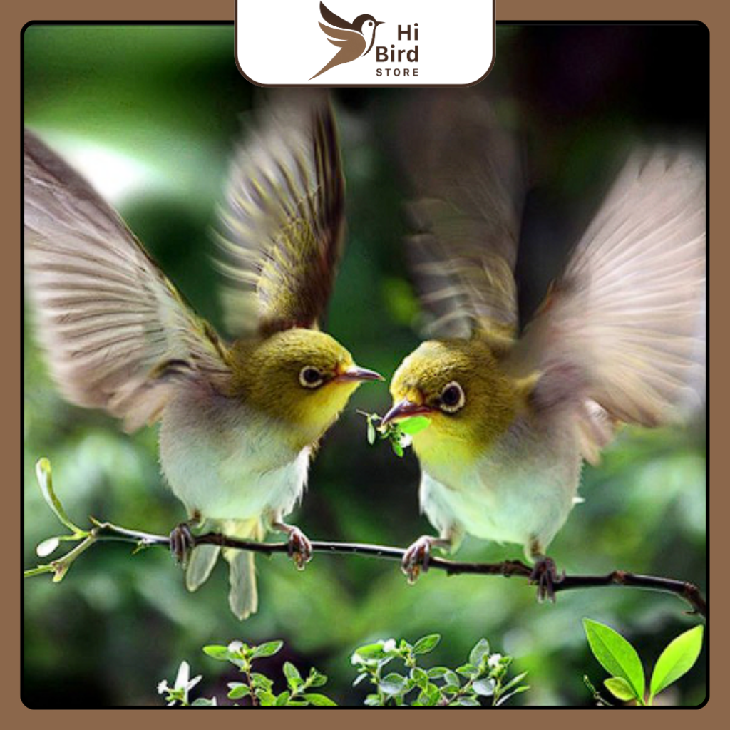 Chim vành khuyên nhỏ